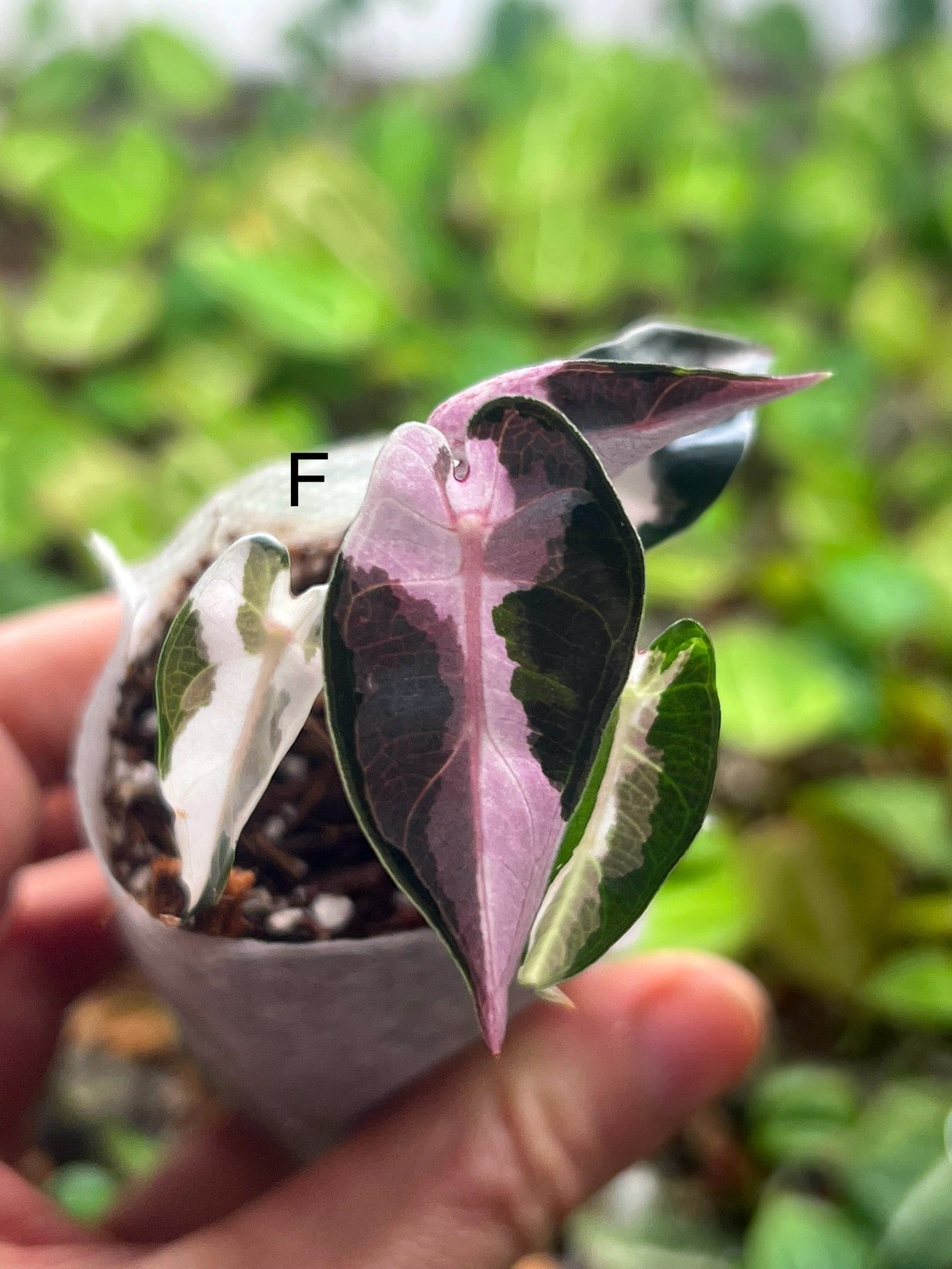 Alocasia 'Bambino Arrow' Pink Variegated — Rare Indoor Plant for