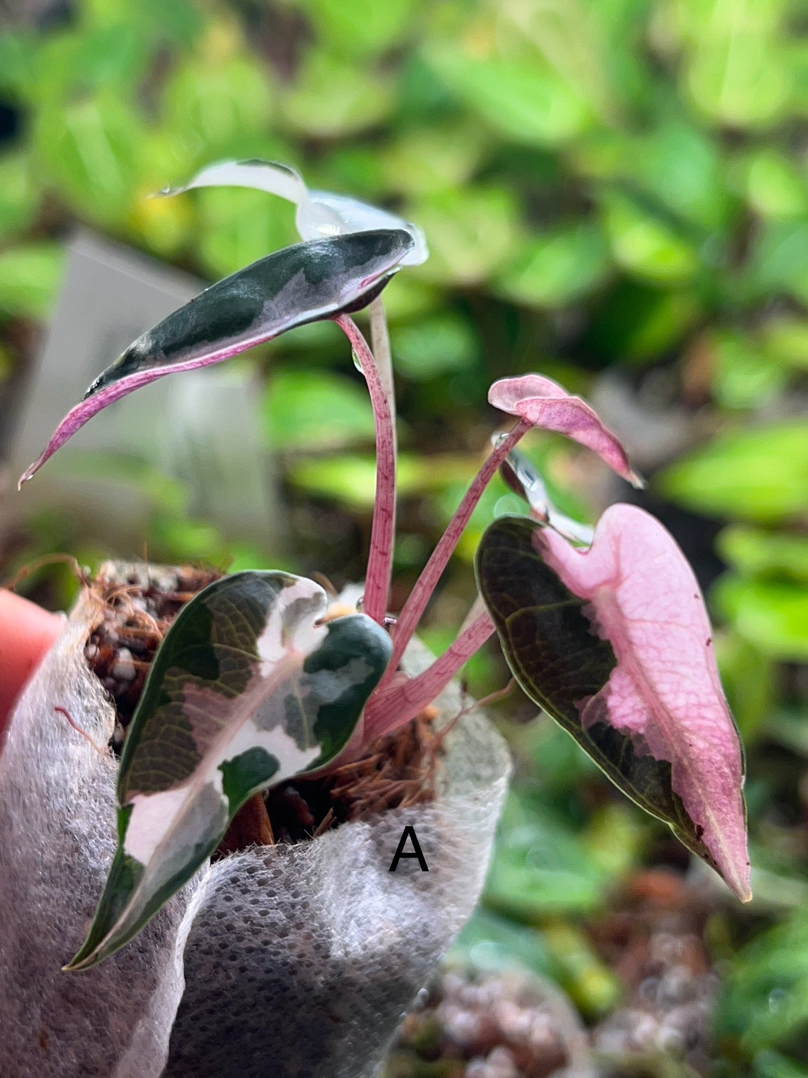 Alocasia 'Bambino Arrow' Pink Variegated — Rare Indoor Plant for