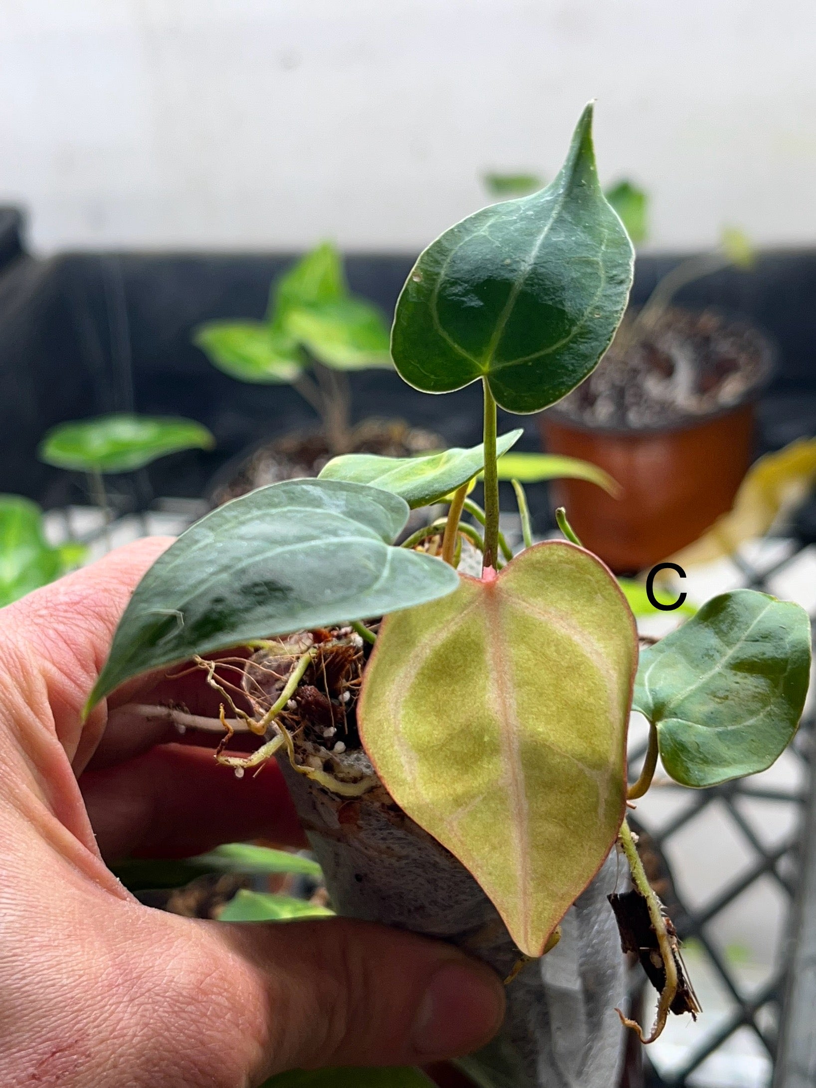 Anthurium Crystallinum 'Black' – Rare Indoor Aroid Plant | Zephyr