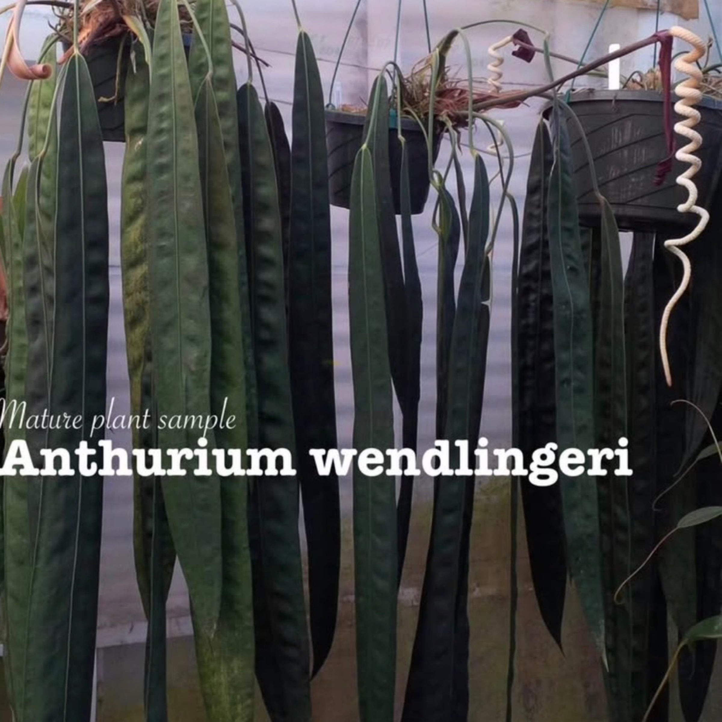 Anthurium wendlingeri | Zephyr Forest