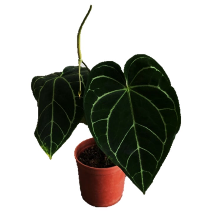 Anthurium Crystallinum 'Black' – Rare Indoor Aroid Plant | Zephyr
