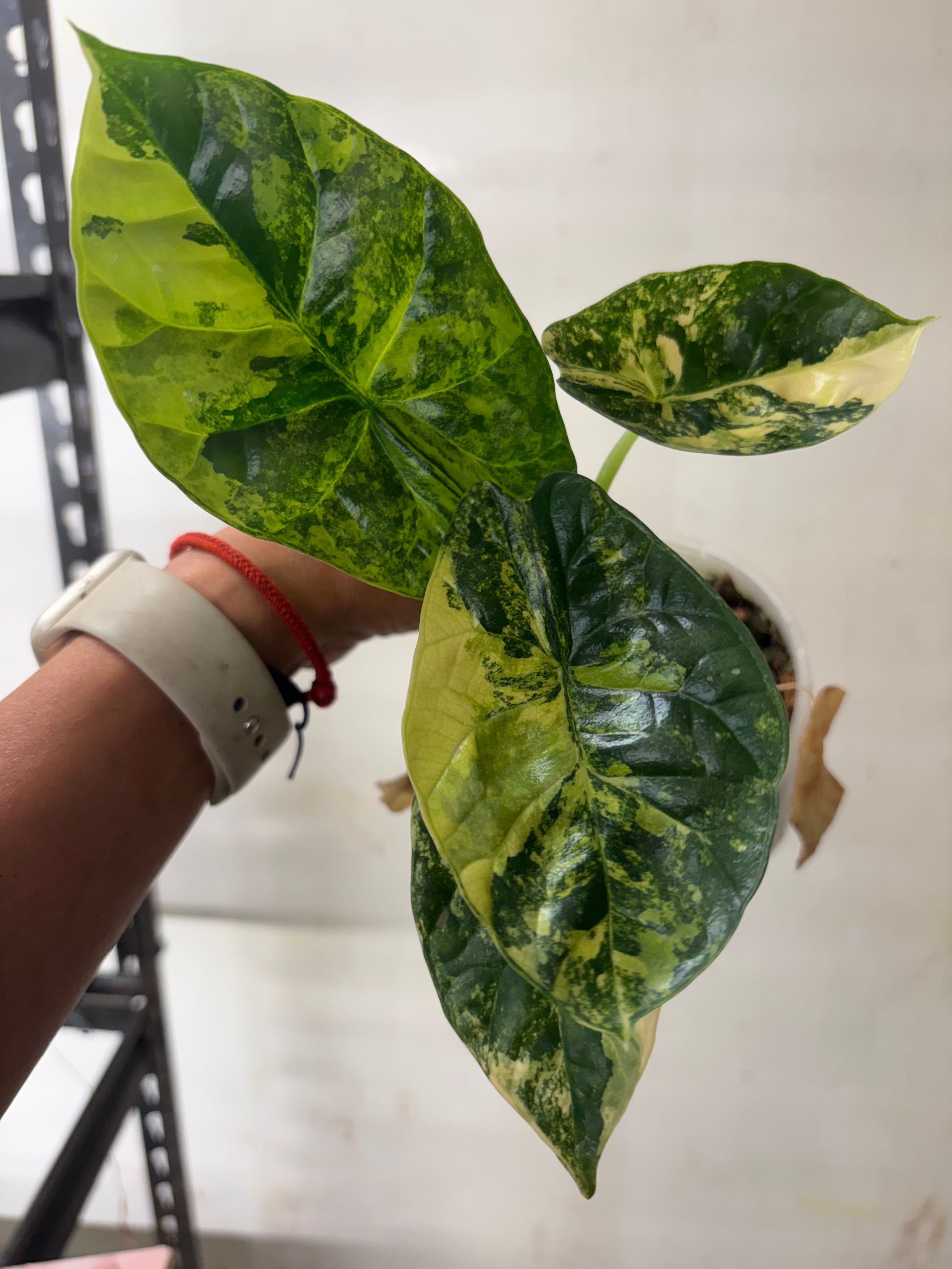 Alocasia sinuata 'Variegata' | Rare Variegated Jewel Alocasia  Zephyr  Forest | Zephyr Forest