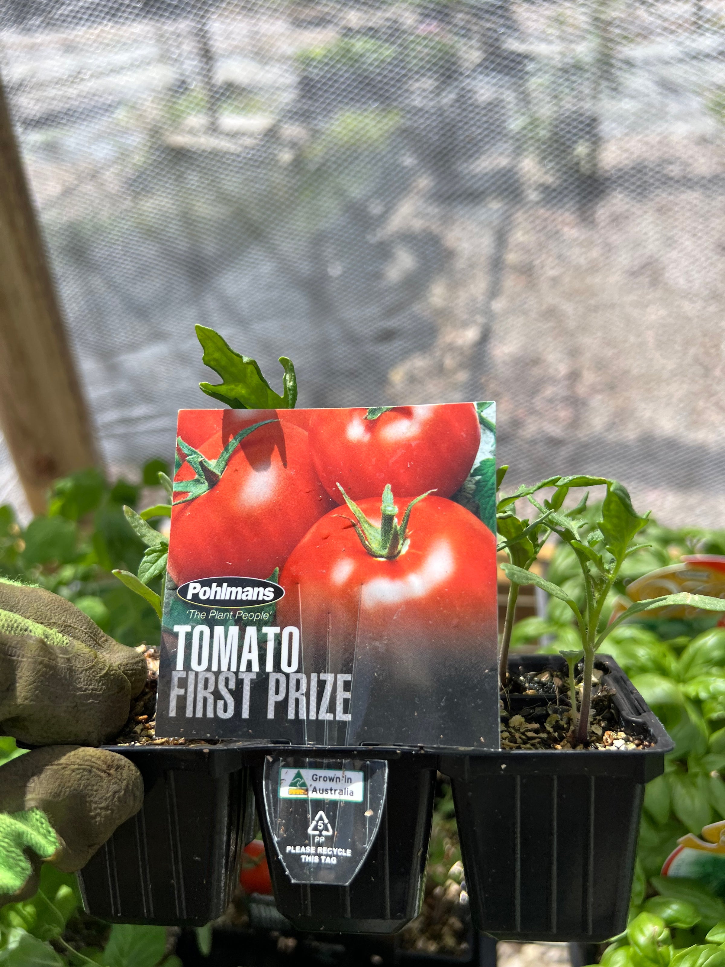 Tomato 'First Prize' | Zephyr Forest