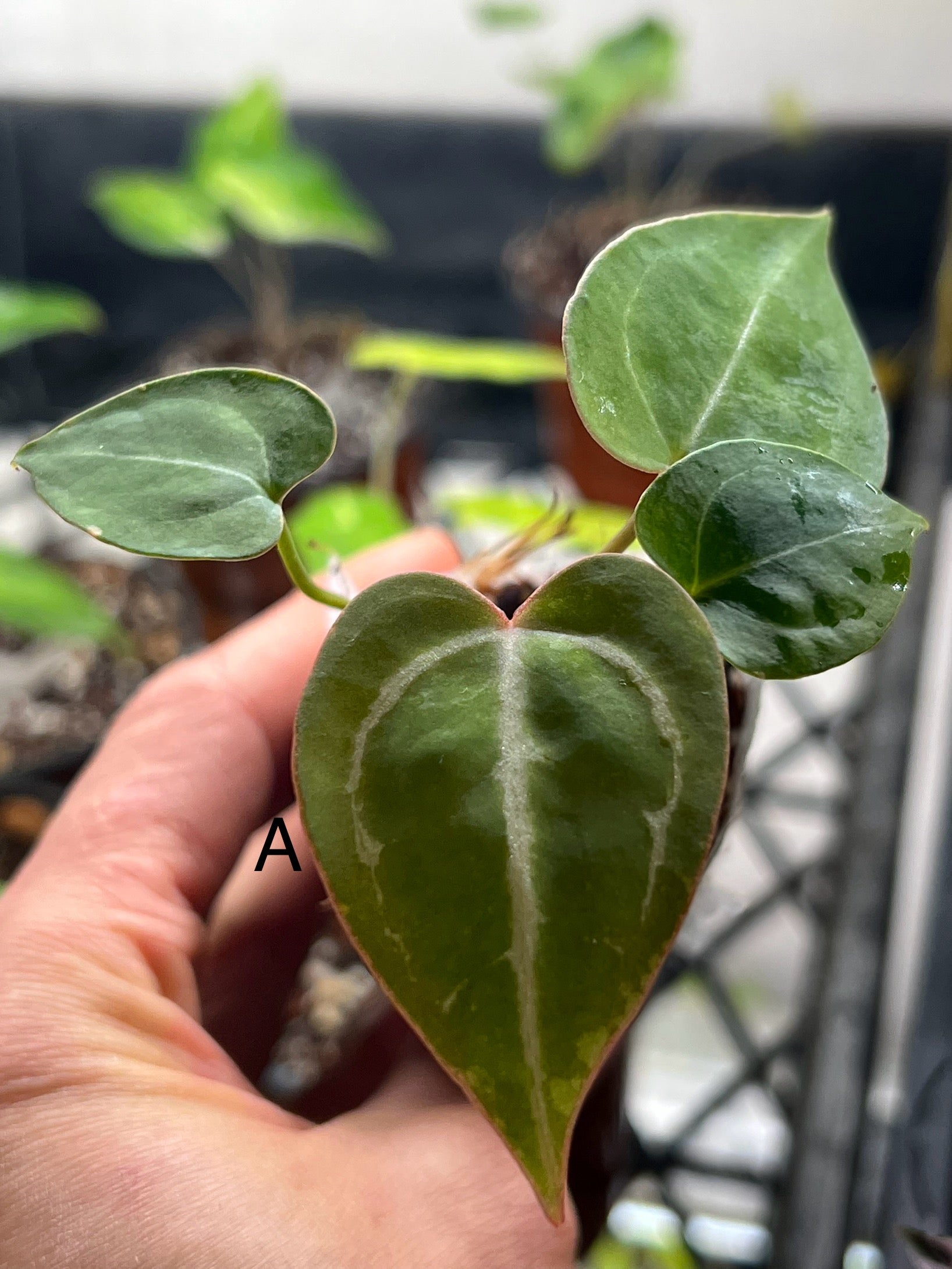 Anthurium Crystallinum 'Black' – Rare Indoor Aroid Plant | Zephyr