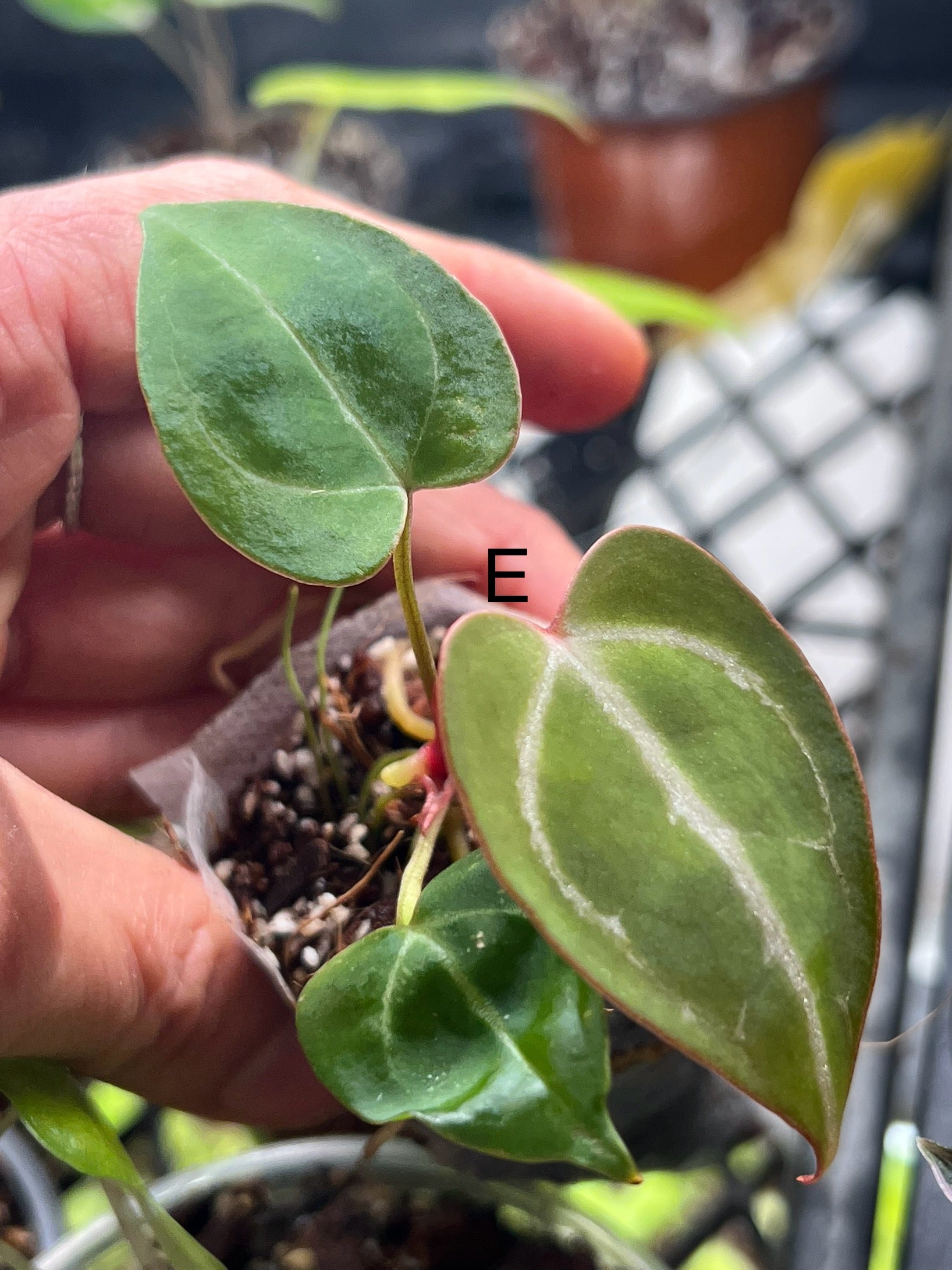 Anthurium Crystallinum 'Black' – Rare Indoor Aroid Plant | Zephyr
