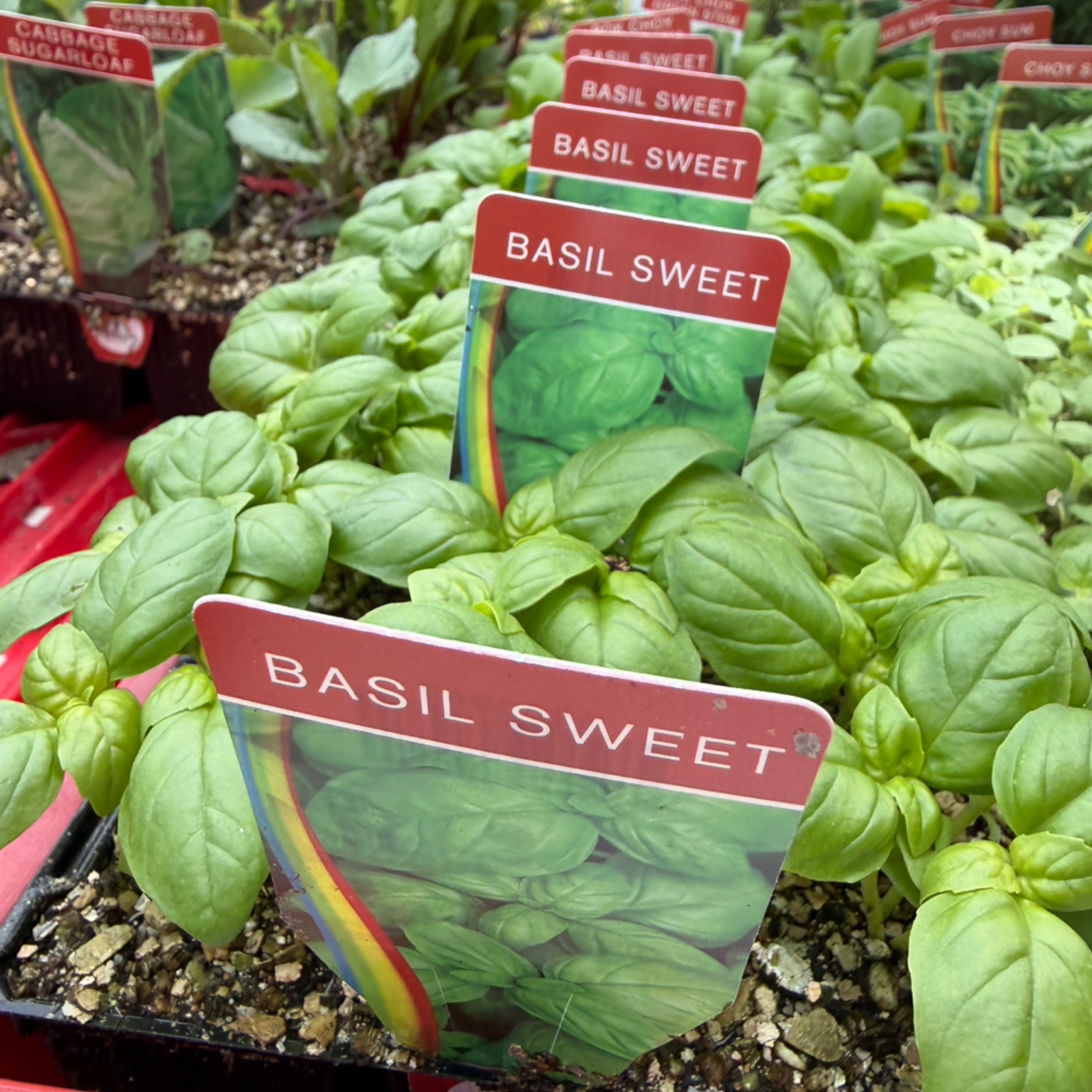 Sweet Genovese Basil Plants Brisbane | Zephyr Forest
