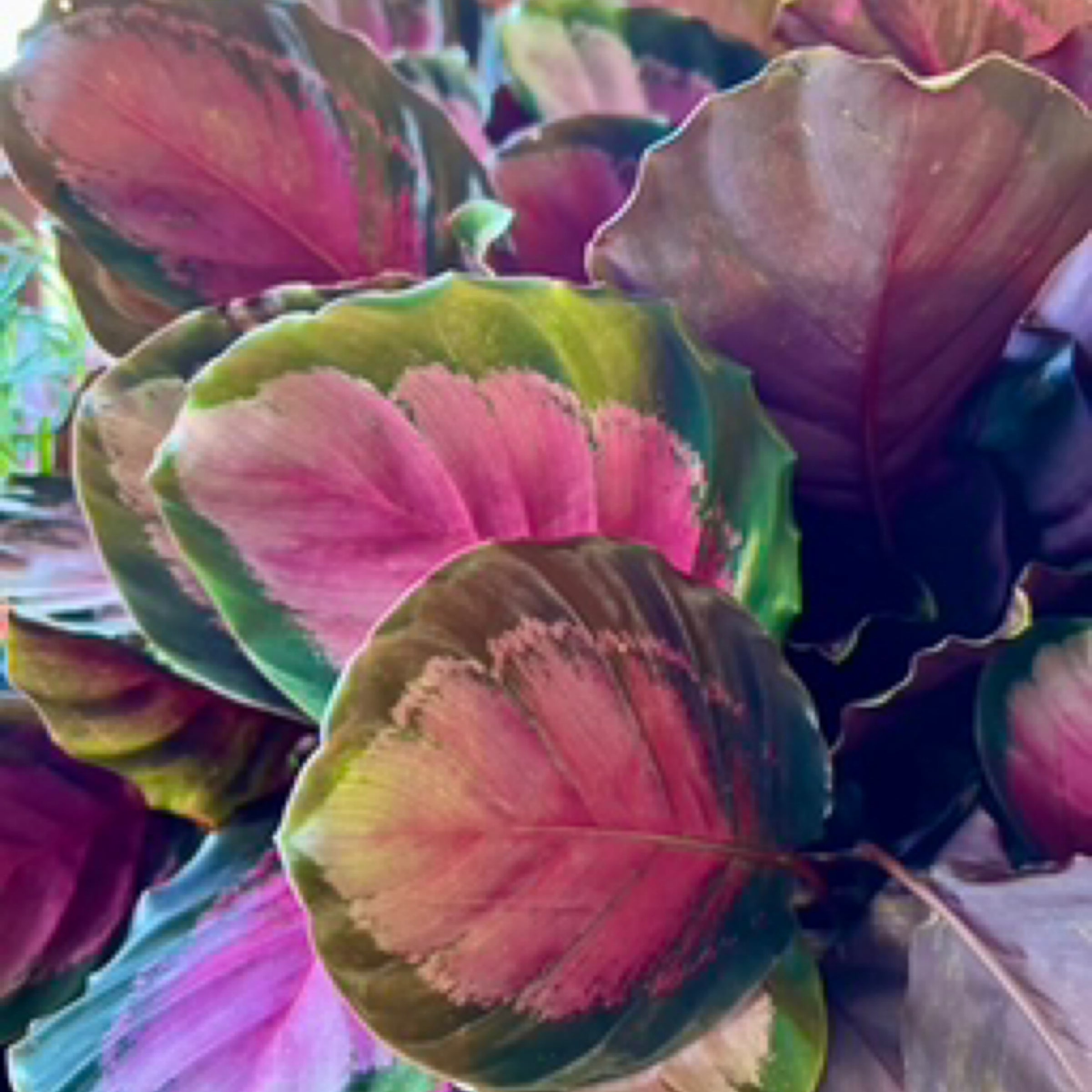 erde calathea Calathea Rose Crimson main image 1