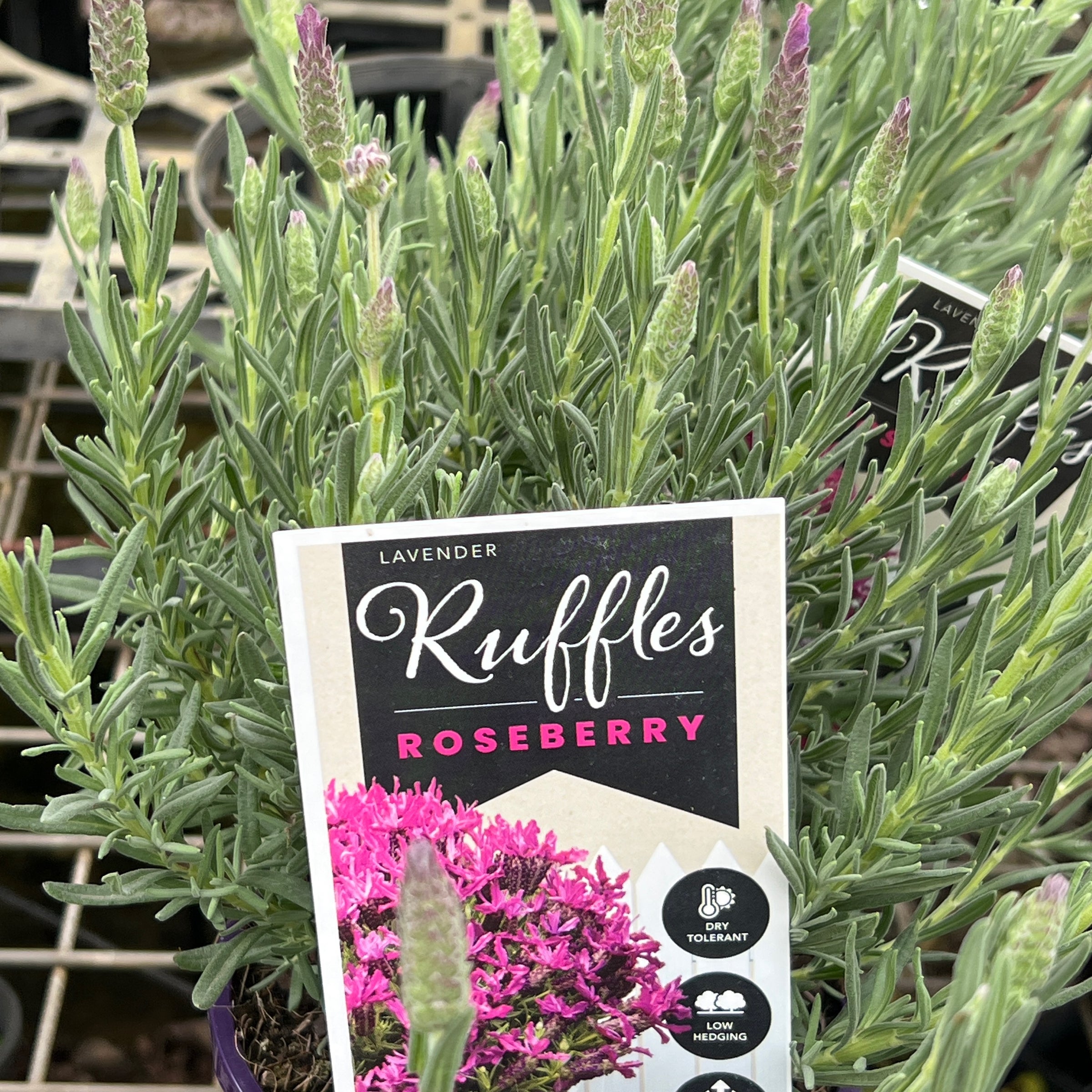 Lavender Raspberry Ruffles Lavender ‘Roseberry Ruffles’ – Compact Rosy-Pink Flowering Aromatic ...