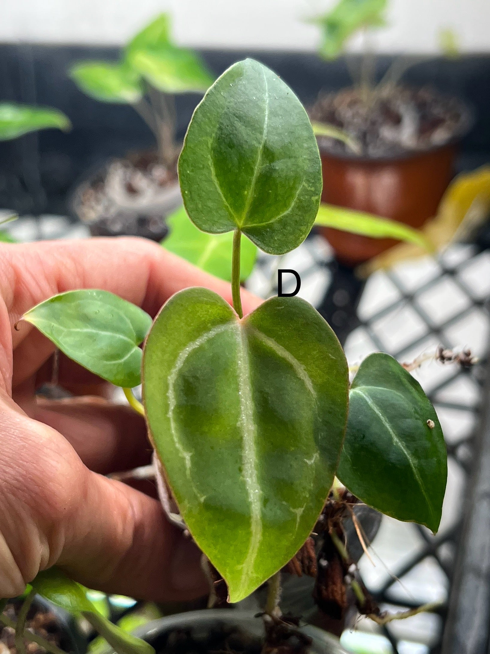 Anthurium Crystallinum 'Black' – Rare Indoor Aroid Plant | Zephyr